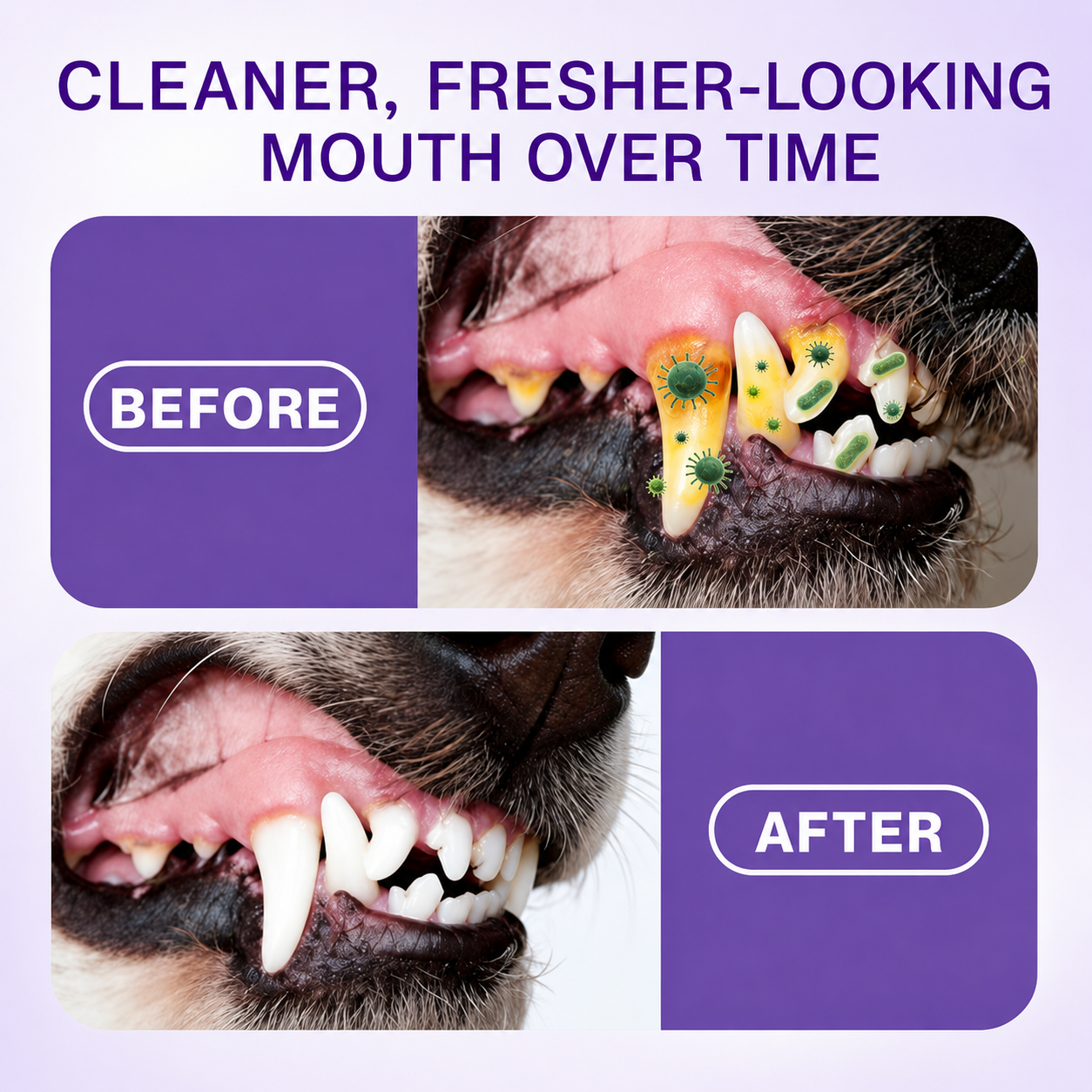 Gamlily® Pet Oral Spray ✅Freshen Breath, Remove Tartar & Promote gum regeneration, stabilize teeth 🦷